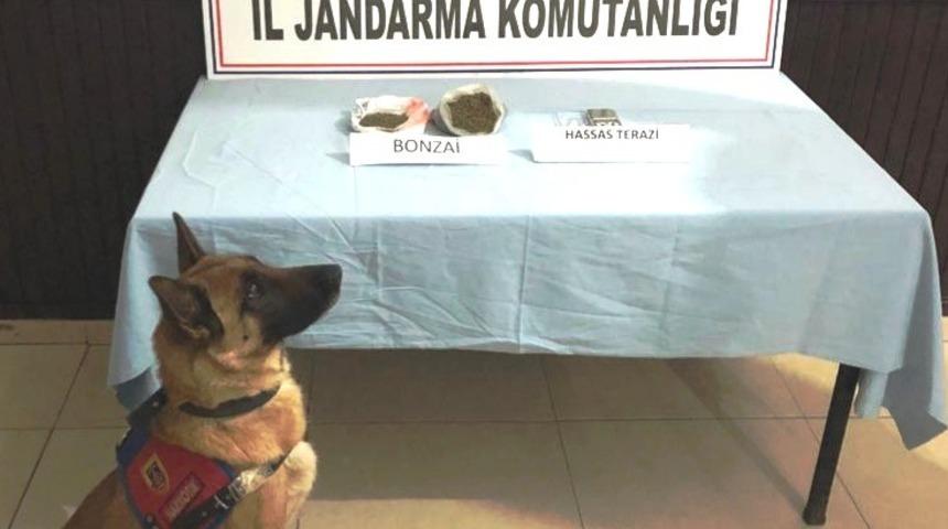 K&uuml;tahya&rsquo;da 240 gram Bonzai ele ge&ccedil;irildi