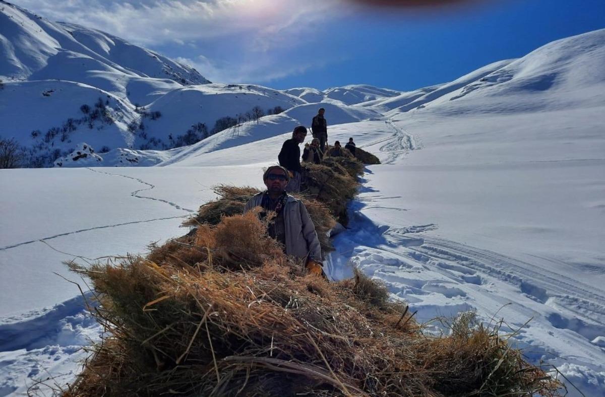 Hayvanlar i&ccedil;in dağlardan kızaklarla ot taşıyorlar