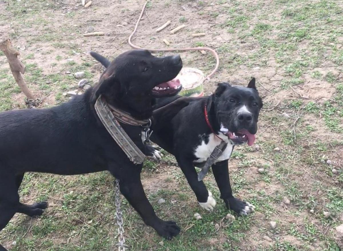 800 tavuğa bek&ccedil;ilik eden k&ouml;peğini dere kenarında silahla vurulmuş halde buldu