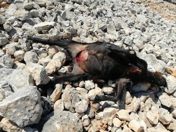 Kurtlar keçi sürüsüne saldırdı G1