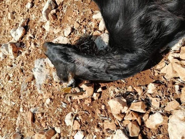 Kurtlar keçi sürüsüne saldırdı G2