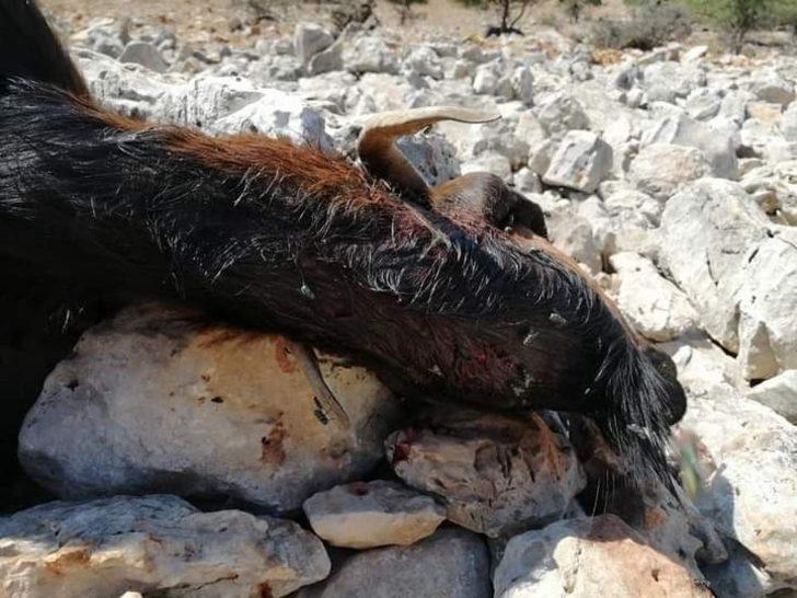 Kurtlar keçi sürüsüne saldırdı G3