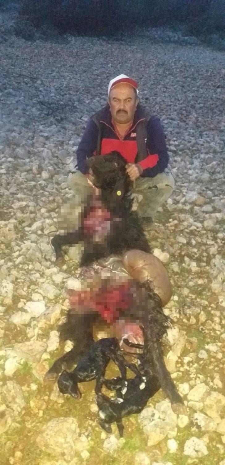 Kurtlar keçi sürüsüne saldırdı G4