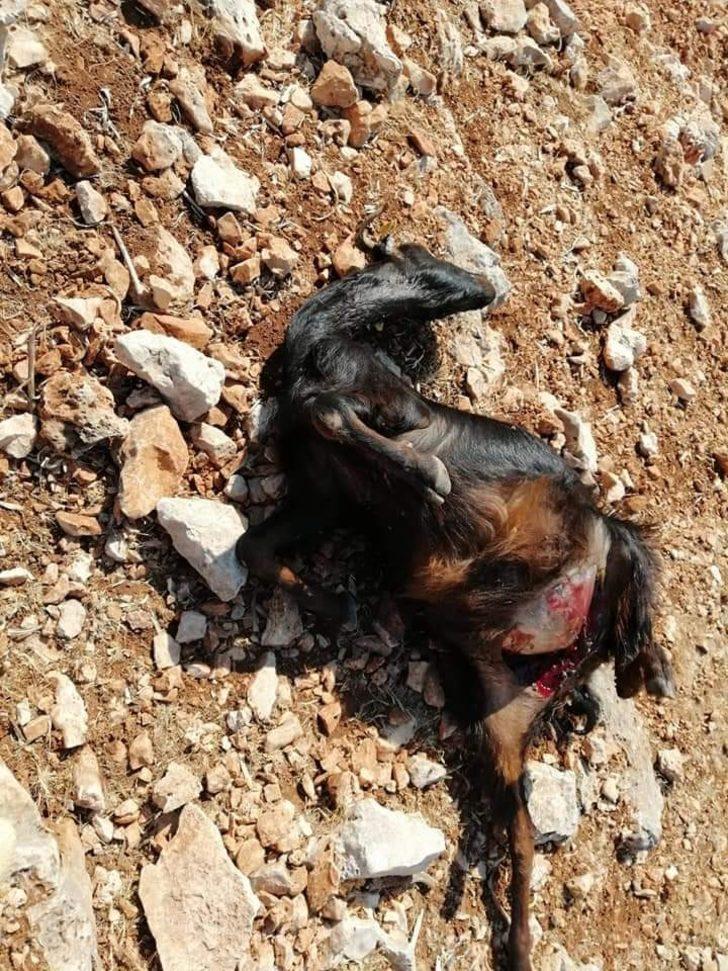 Kurtlar keçi sürüsüne saldırdı G5