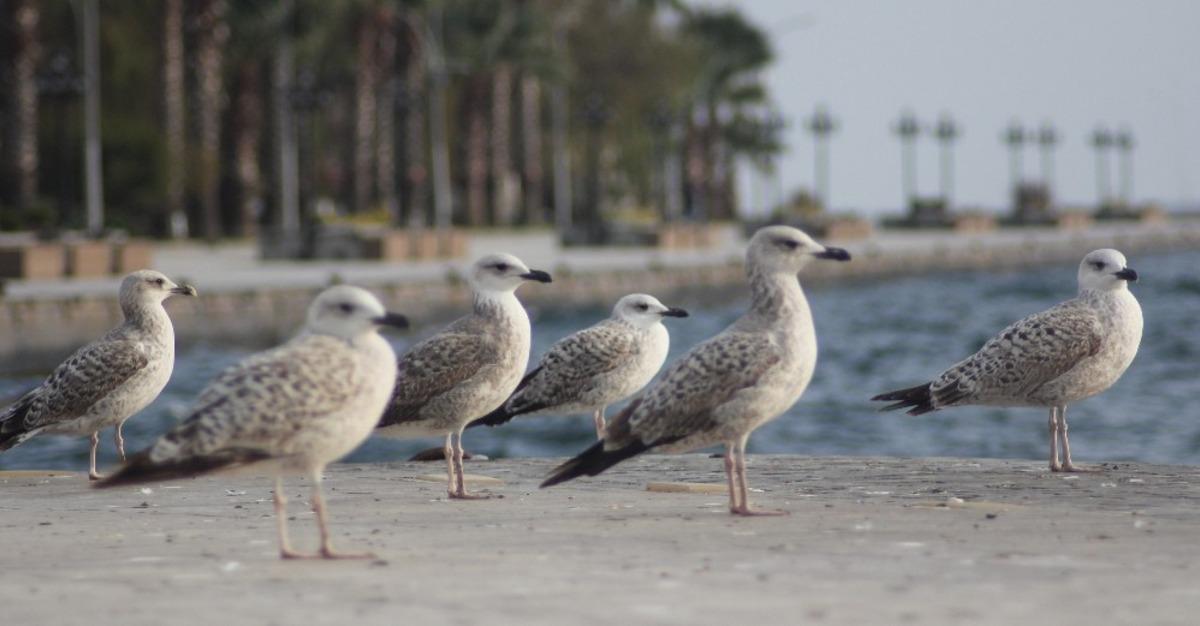 Sinop sahillerinde martı istilası