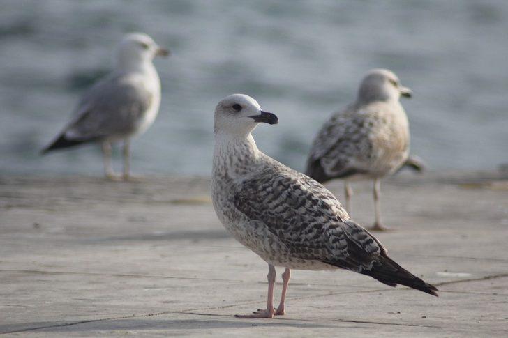 Sinop sahillerinde martı istilası G3