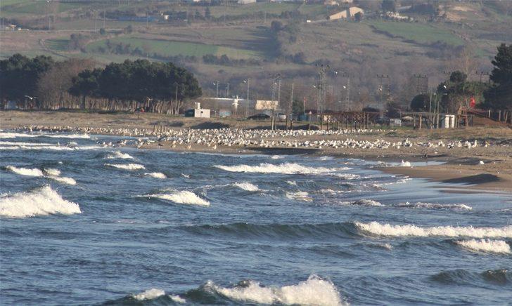 Sinop sahillerinde martı istilası G4