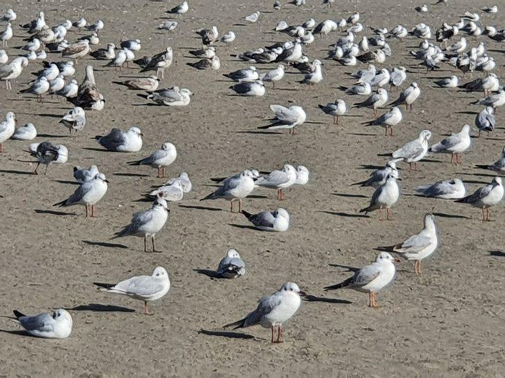 Sinop sahillerinde martı istilası G5