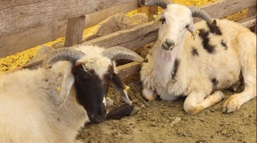  Kurban eti nasıl dağıtılır? Neden kurban kesilir? Kurban nasıl kesilir?