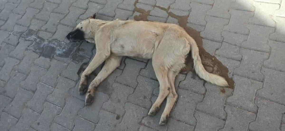 &Uuml;rg&uuml;p&rsquo;te k&ouml;pek katliamı