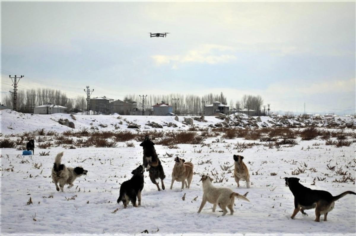 K&ouml;peklerin drone ile imtihanı