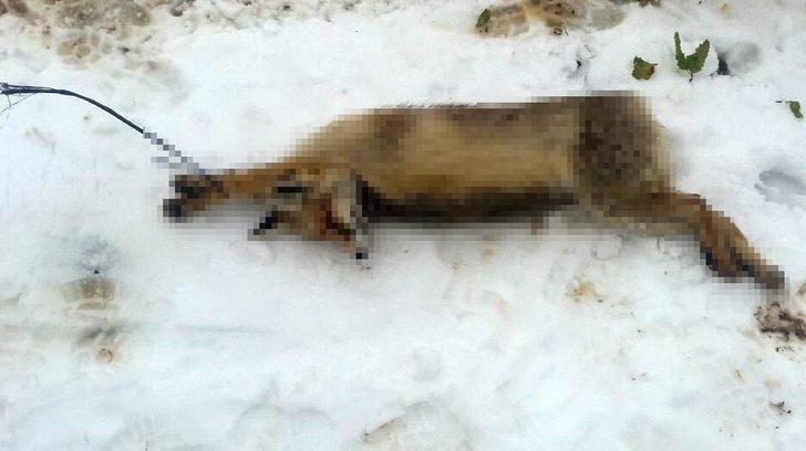 Kümese giren tilkiyi öldürüp ağaca astı G1