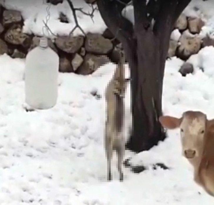 Kümese giren tilkiyi öldürüp ağaca astı G2