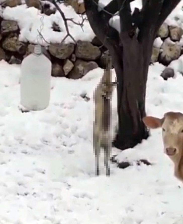 Kümese giren tilkiyi öldürüp ağaca astı G3