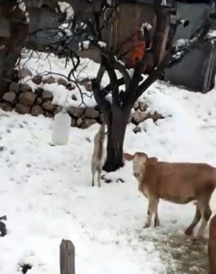 Kümese giren tilkiyi öldürüp ağaca astı G4