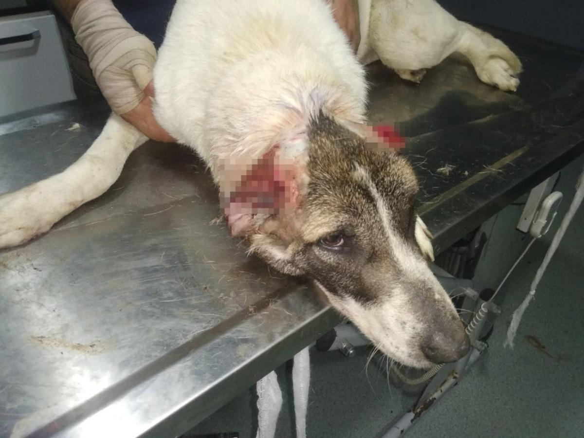 Kulakları kesilen k&ouml;pek tedavi altında