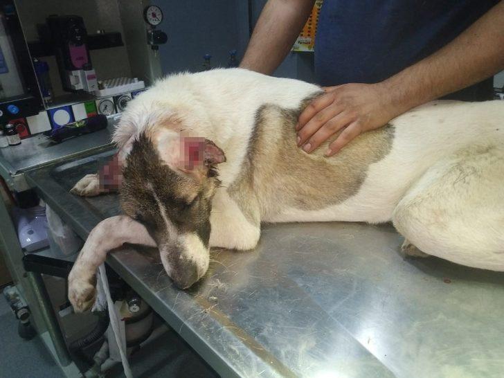 Kulakları kesilen köpek tedavi altında G2