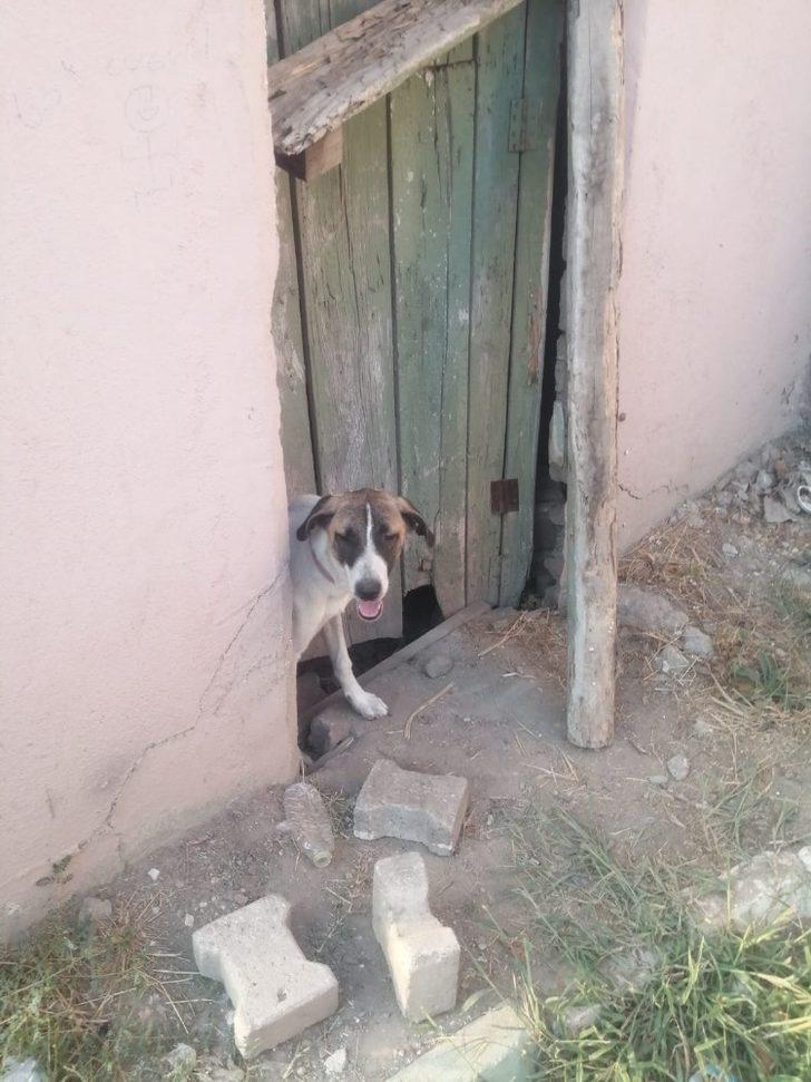 Kulakları kesilen köpek tedavi altında G3