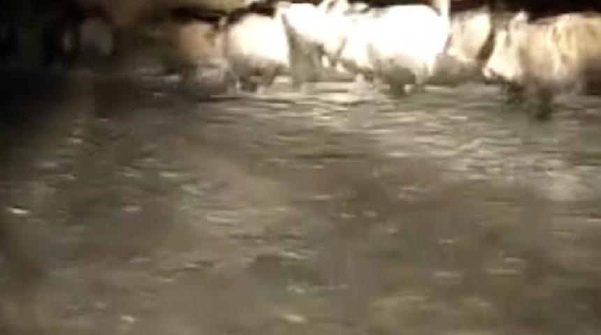 Bartın'da aç kalan domuzlar köye indi