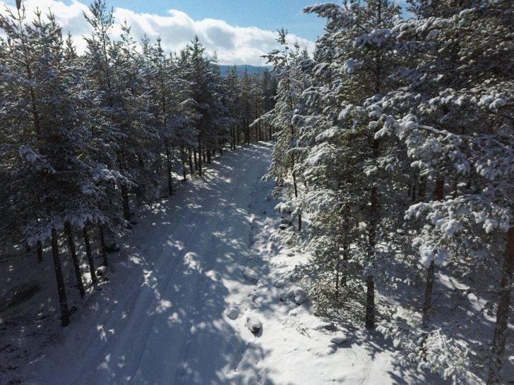 Şiddetli fırtına ağaçları devirdi G3