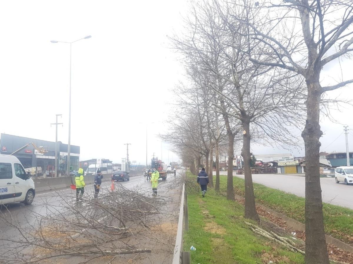 D-130&rsquo;da ağa&ccedil;larda bakım ve budama yapıldı