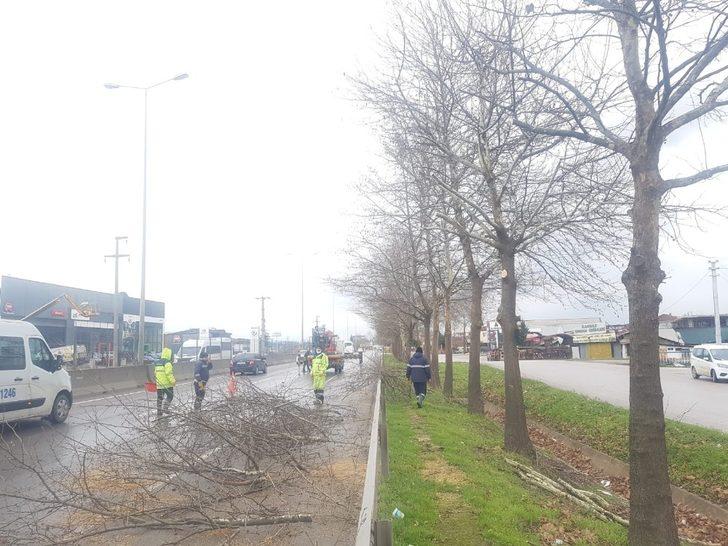 D-130’da ağaçlarda bakım ve budama yapıldı G1