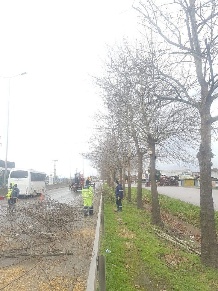 D-130’da ağaçlarda bakım ve budama yapıldı G3