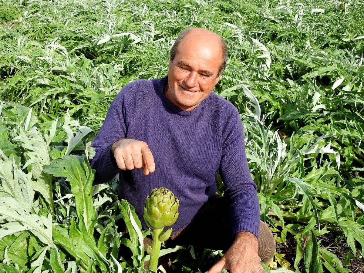 &Ccedil;eşme enginarı T&uuml;rkiye&rsquo;nin d&ouml;rt bir yanına g&ouml;nderiliyor