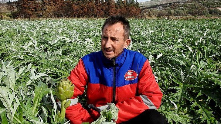 Çeşme enginarı Türkiye’nin dört bir yanına gönderiliyor G3