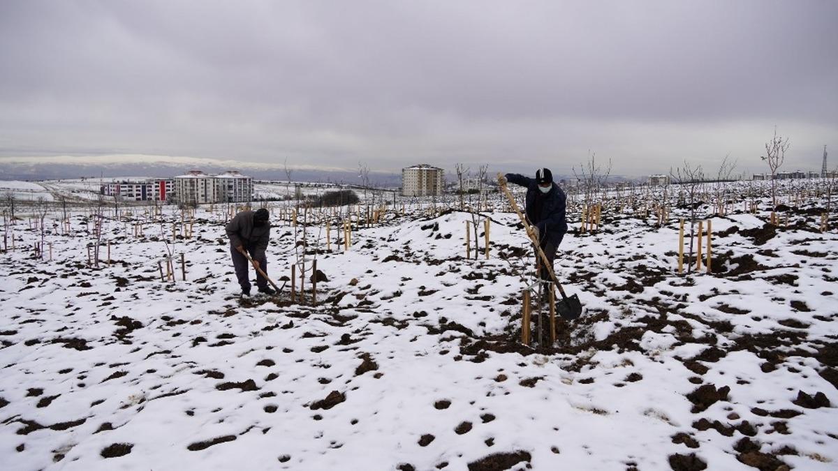 Ke&ccedil;i&ouml;ren Belediyesi meyve bah&ccedil;esinin kış bakımını tamamladı