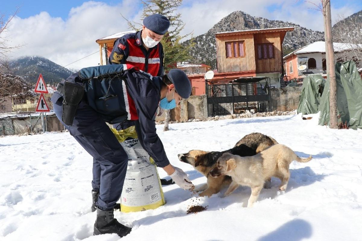 Jandarma sokak hayvanlarını unutmuyor
