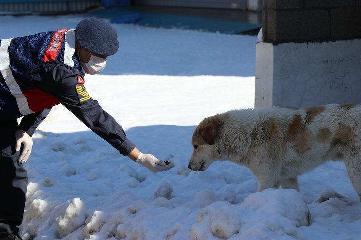 Jandarma sokak hayvanlarını unutmuyor G5