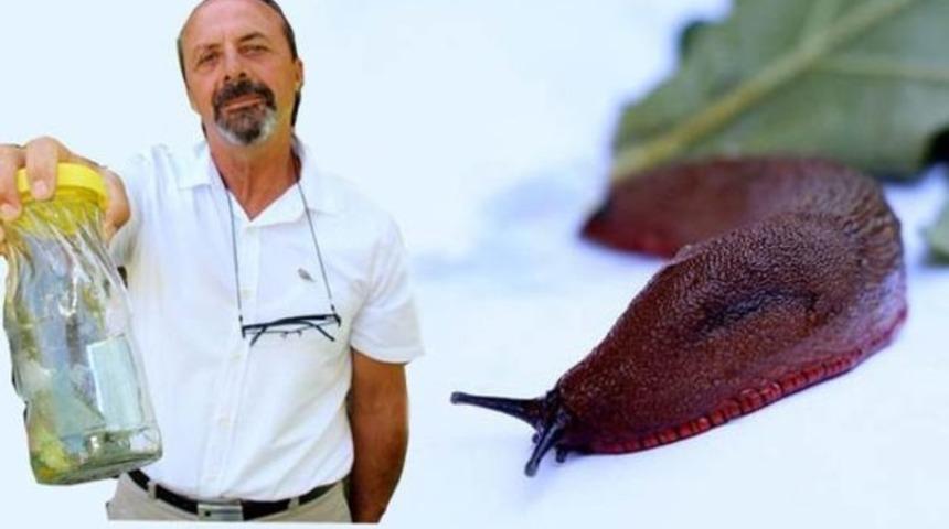 'Katil salyangoz' Türkiye'de!