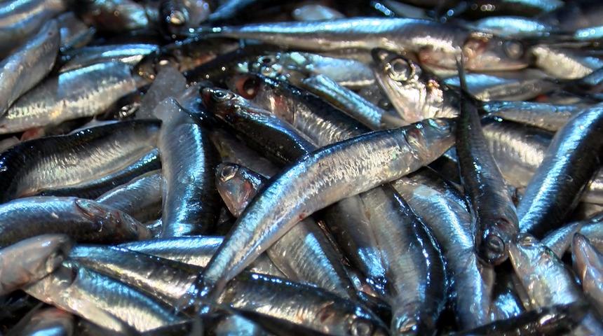 Hamsi kamyonlarına yasak