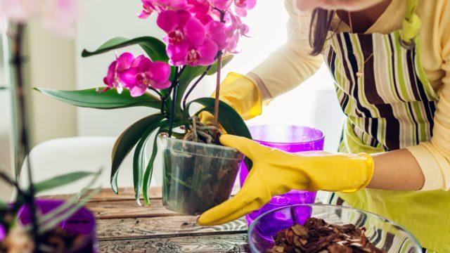 Evimizin vazgeçilmez çiçeği orkide: Orkide bakımında nem dengesine ve sıcaklığa dikkat!