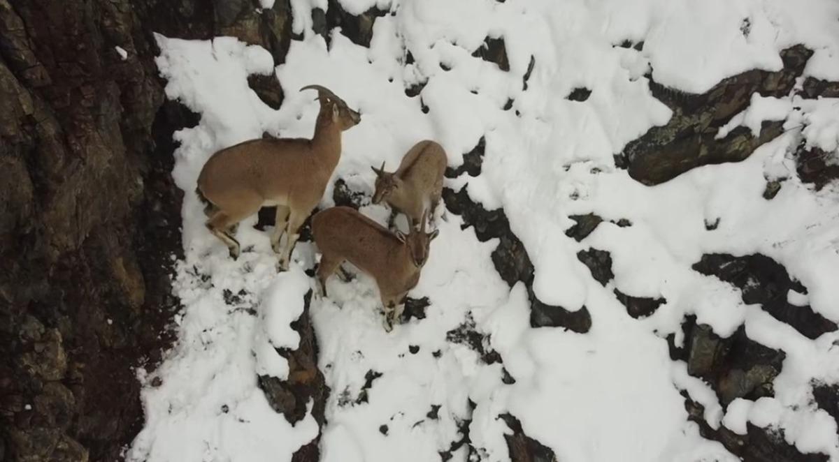 Erzincan&rsquo;da dağ ke&ccedil;ileri havadan g&ouml;r&uuml;nt&uuml;lendi