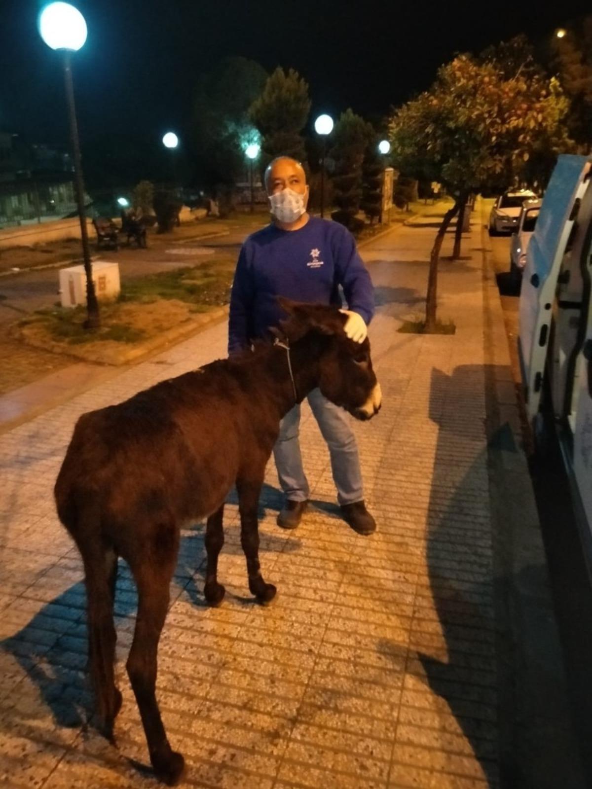 Sahipsiz eşek, ekiplere zor anlar yaşattı