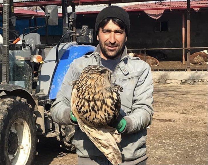 Puhu yırtıcısı tedavi altına alındı G1