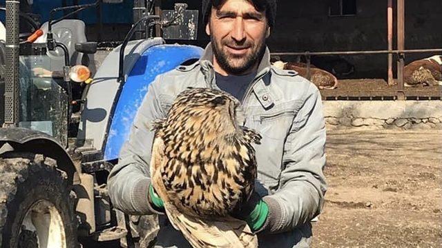 Puhu yırtıcısı tedavi altına alındı