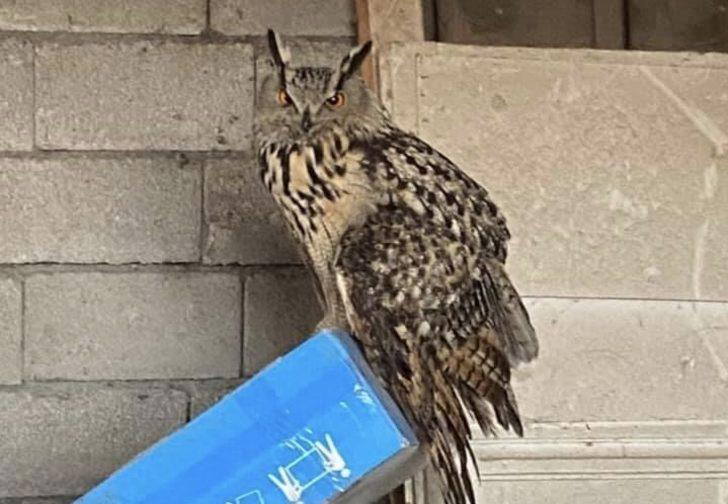 Puhu yırtıcısı tedavi altına alındı G2