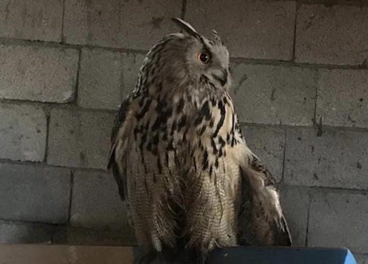 Puhu yırtıcısı tedavi altına alındı G3