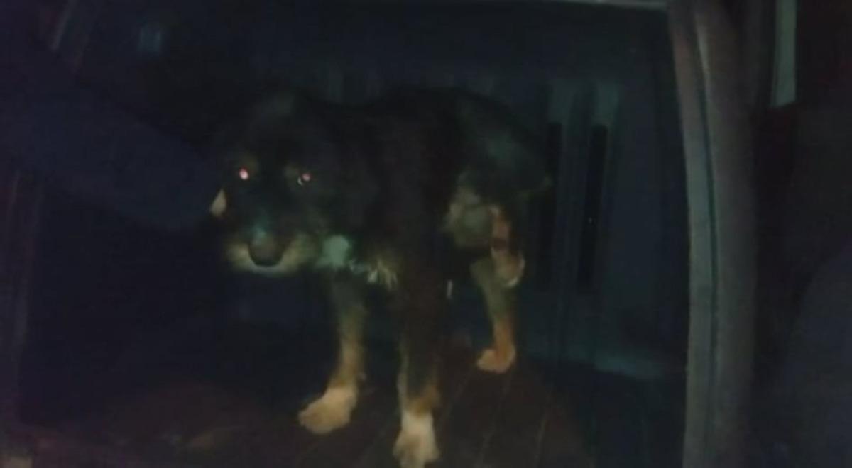Yaralı k&ouml;pek tedavi i&ccedil;in İstanbul&rsquo;a g&ouml;t&uuml;r&uuml;ld&uuml;