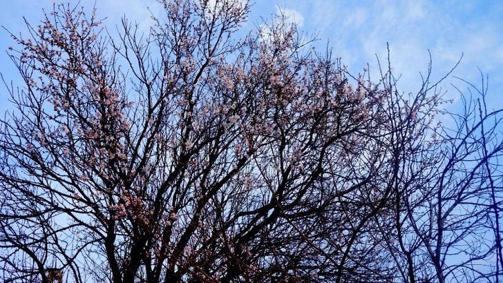 Sarıgöl’de bademler çiçek açtı G1