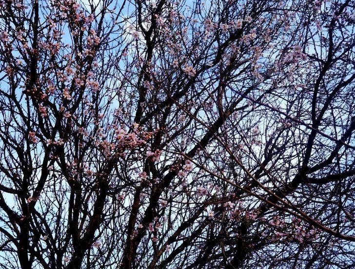 Sarıgöl’de bademler çiçek açtı G2