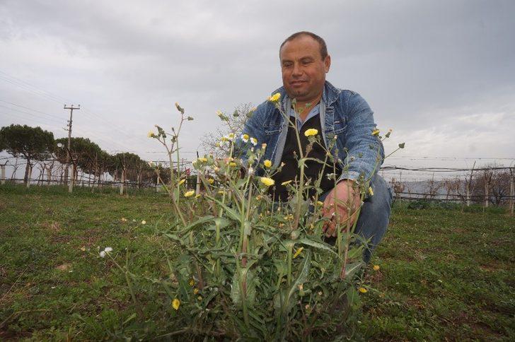 Sarıgöl’de bademler çiçek açtı G3