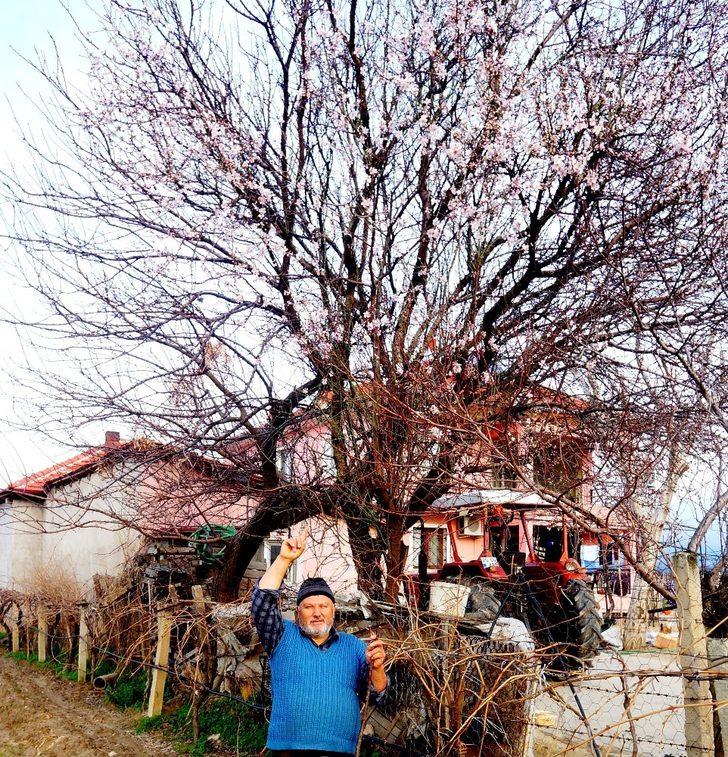 Sarıgöl’de bademler çiçek açtı G4