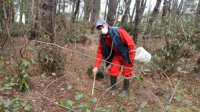 Sinop’ta 62’lik mantar avcısı görenleri şaşırtıyor