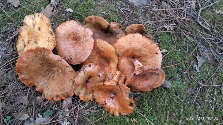 Sinop’ta 62’lik mantar avcısı görenleri şaşırtıyor G3