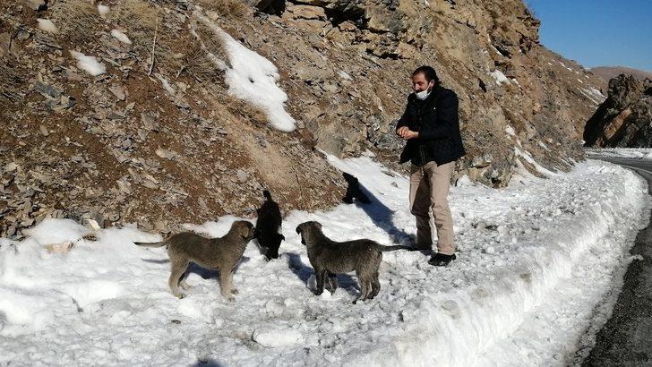 Yol kenarına 3 yavru köpek bırakıldı G5