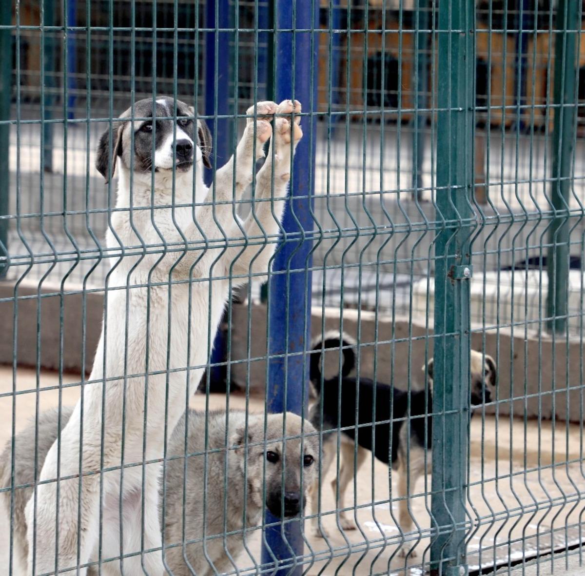 Afyonkarahisar&rsquo;da sekiz yılda 8 bin sokak k&ouml;peği ve kedisi kısırlaştırıldı